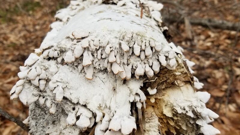 Dahlgren Railroad Heritage Trail Parking/Access - King George, VA