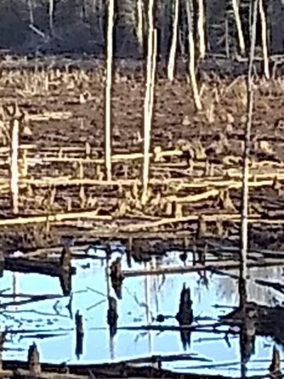 Dahlgren Railroad Heritage Trail Parking/Access - King George, VA