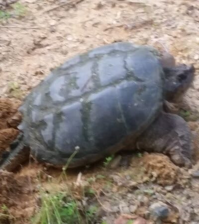 Dahlgren Railroad Heritage Trail Parking/Access - King George, VA