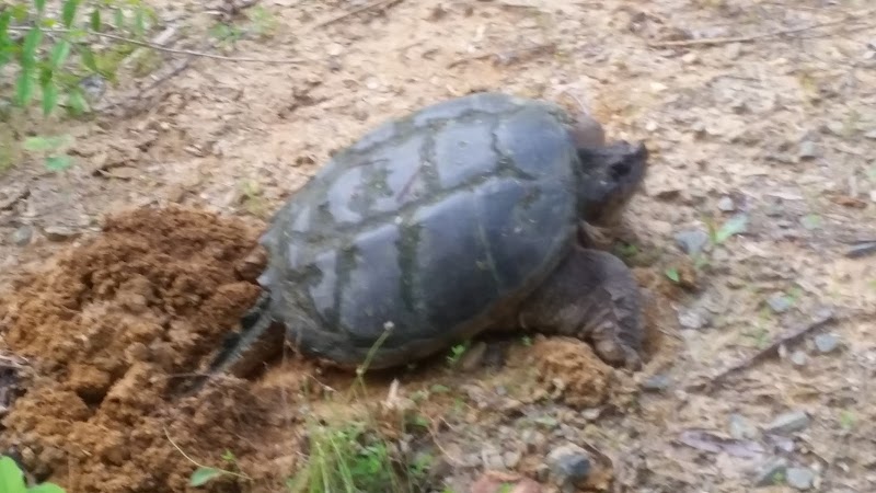 Dahlgren Railroad Heritage Trail Parking/Access - King George, VA