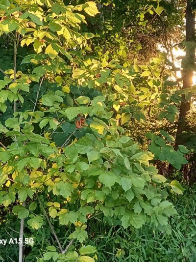 Valley Forge National Historical Park - King of Prussia, PA