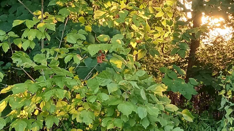 Valley Forge National Historical Park - King of Prussia, PA