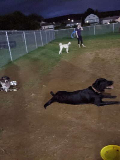 Kingston Dog Park - Kingston, PA