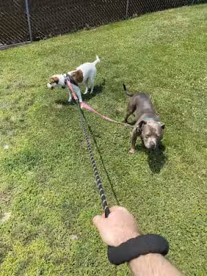 Kingston Dog Park - Kingston, PA