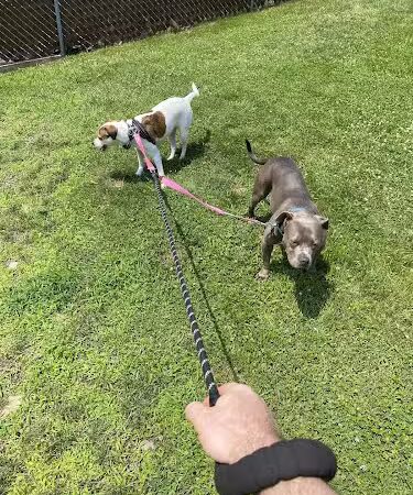 Kingston Dog Park - Kingston, PA