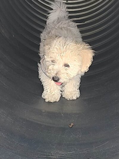 Municipality of Kingston Dog Park - Kingston, PA