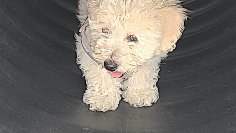 Municipality of Kingston Dog Park - Kingston, PA