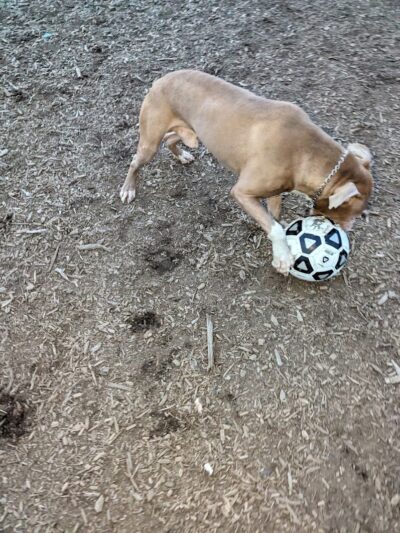 Municipality of Kingston Dog Park - Kingston, PA