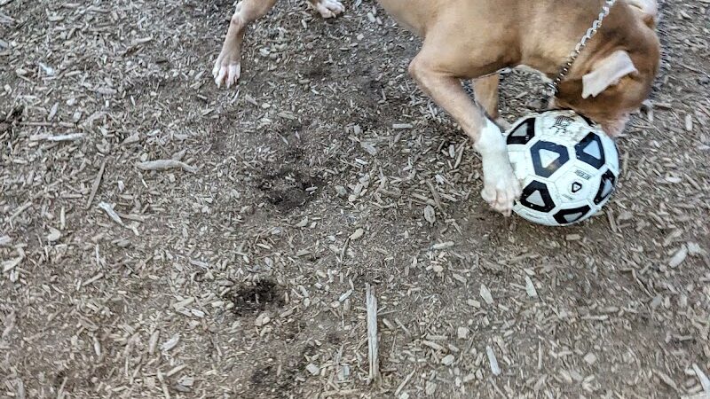 Municipality of Kingston Dog Park - Kingston, PA