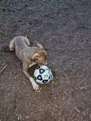 Municipality of Kingston Dog Park - Kingston, PA