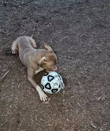 Municipality of Kingston Dog Park - Kingston, PA