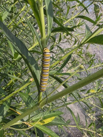 Powell Gardens, Kansas City's Botanical Garden - Kingsville, MO