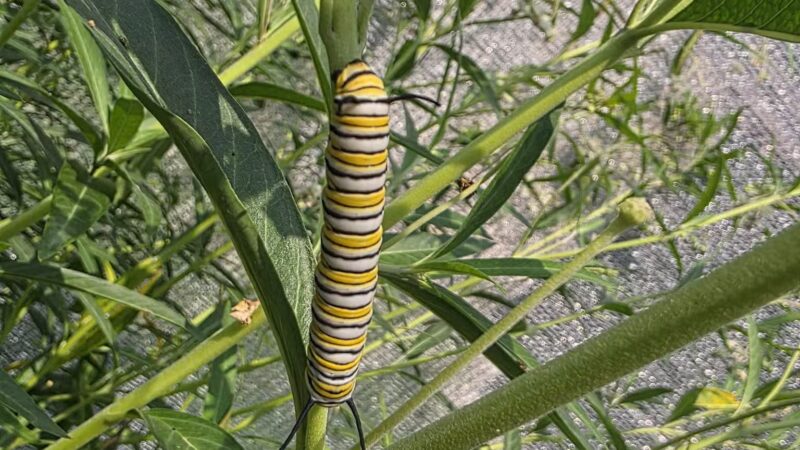 Powell Gardens, Kansas City's Botanical Garden - Kingsville, MO