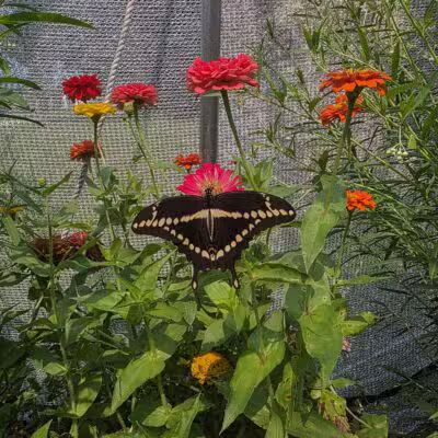 Powell Gardens, Kansas City's Botanical Garden - Kingsville, MO