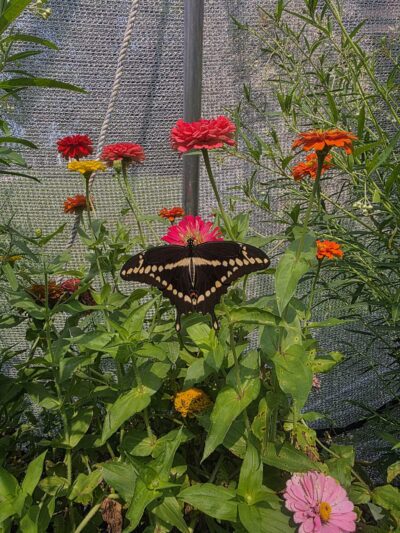 Powell Gardens, Kansas City's Botanical Garden - Kingsville, MO