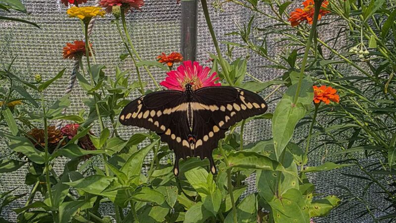 Powell Gardens, Kansas City's Botanical Garden - Kingsville, MO