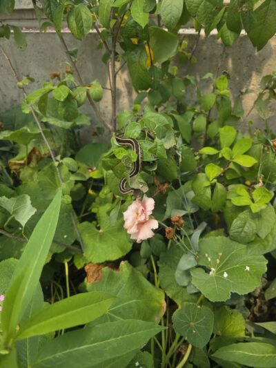 Powell Gardens, Kansas City's Botanical Garden - Kingsville, MO