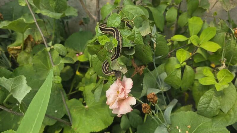 Powell Gardens, Kansas City's Botanical Garden - Kingsville, MO