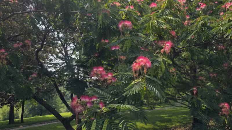 Powell Gardens, Kansas City's Botanical Garden - Kingsville, MO