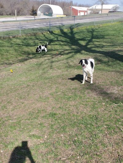 McKinney Bark Park - Kirksville, MO