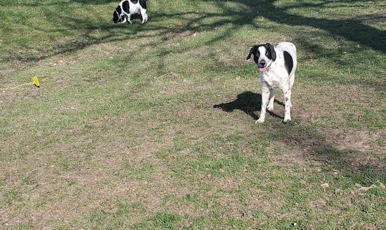 McKinney Bark Park - Kirksville, MO