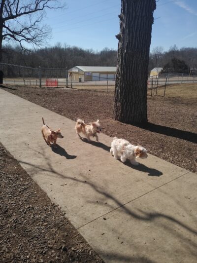 McKinney Bark Park - Kirksville, MO