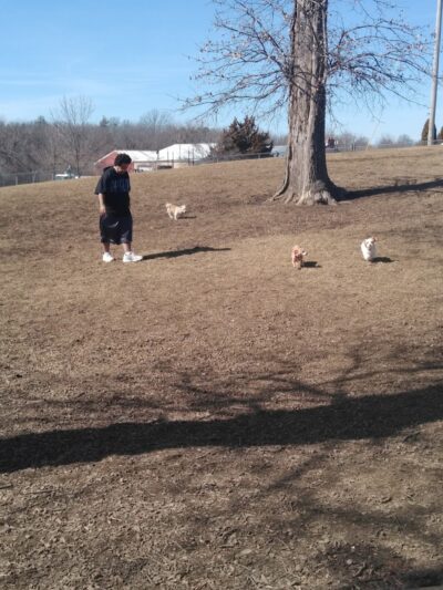 McKinney Bark Park - Kirksville, MO