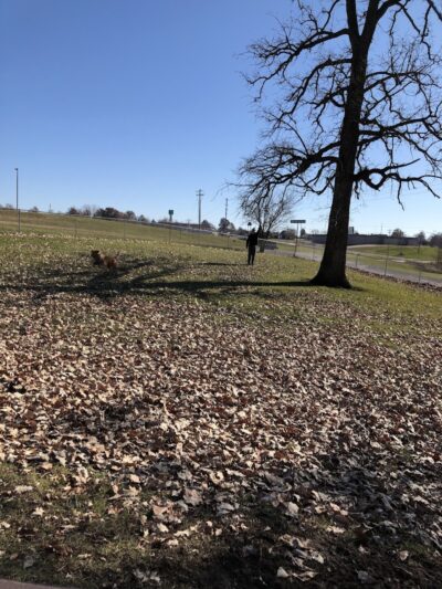 McKinney Bark Park - Kirksville, MO