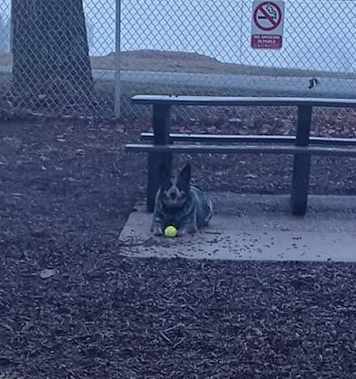 McKinney Bark Park - Kirksville, MO