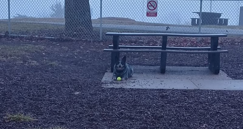 McKinney Bark Park - Kirksville, MO