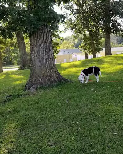 McKinney Bark Park - Kirksville, MO