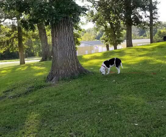 McKinney Bark Park - Kirksville, MO