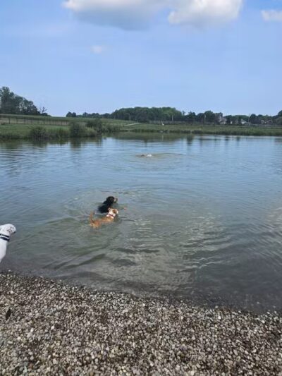 Canine Meadow - Dog Park - Kirtland, OH