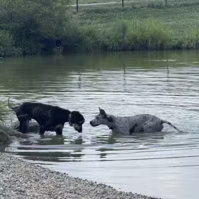 Canine Meadow - Dog Park - Kirtland, OH
