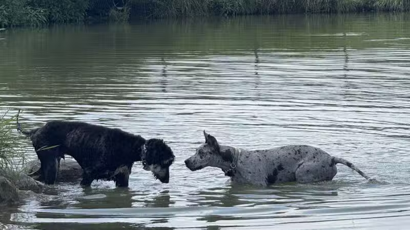 Canine Meadow - Dog Park - Kirtland, OH