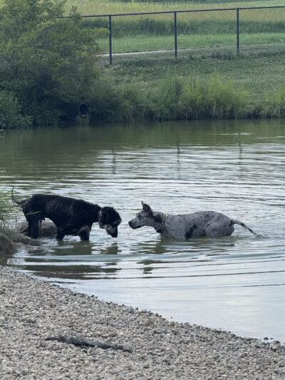 Canine Meadow - Dog Park - Kirtland, OH