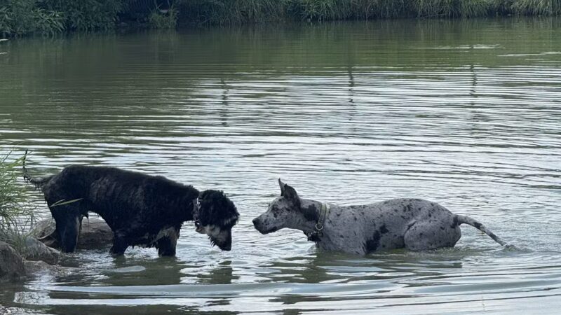 Canine Meadow - Dog Park - Kirtland, OH