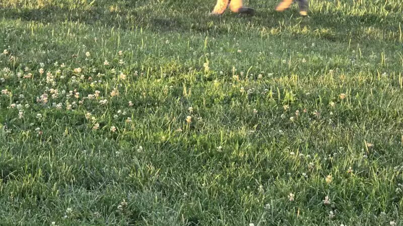 Canine Meadow - Dog Park - Kirtland, OH