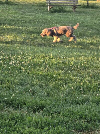 Canine Meadow - Dog Park - Kirtland, OH