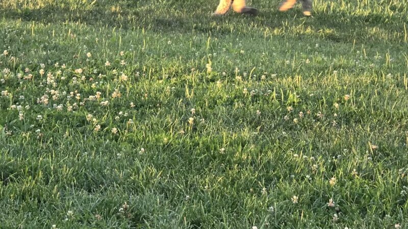 Canine Meadow - Dog Park - Kirtland, OH