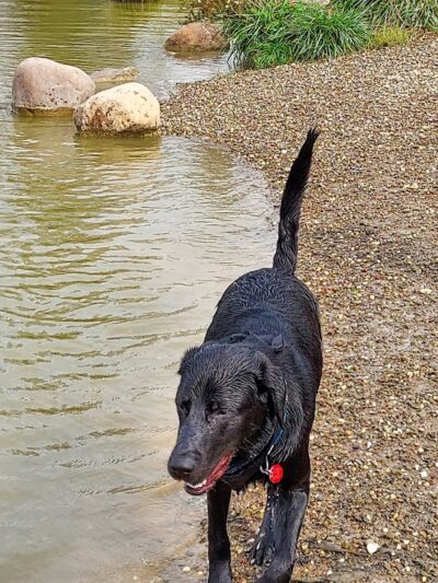 Canine Meadow - Dog Park - Kirtland, OH