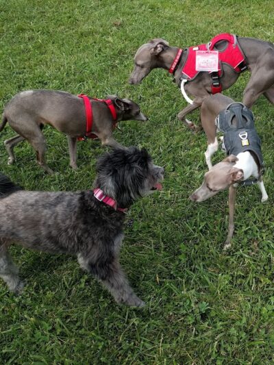 Canine Meadow - Dog Park - Kirtland, OH