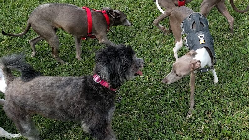 Canine Meadow - Dog Park - Kirtland, OH