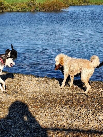 Canine Meadow - Dog Park - Kirtland, OH