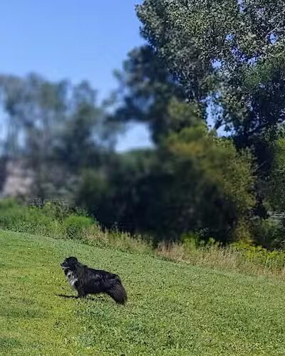 Canine Meadow - Dog Park - Kirtland, OH