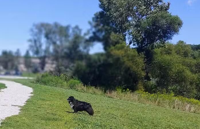 Canine Meadow - Dog Park - Kirtland, OH