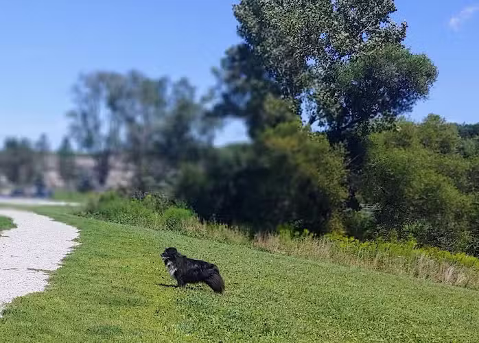 Canine Meadow - Dog Park - Kirtland, OH