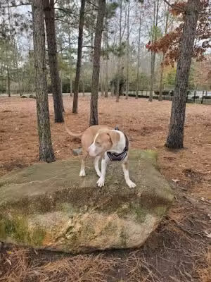Ashley Wilder Dog Park - Knightdale, NC