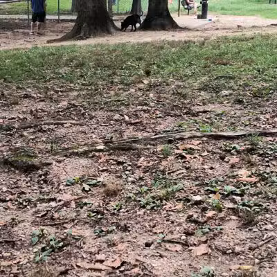 Dogwood Park - Knoxville, TN
