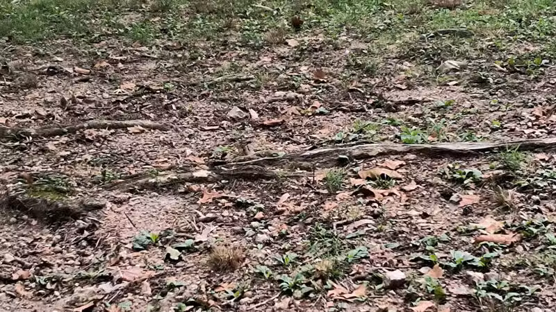 Dogwood Park - Knoxville, TN